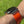WolfBand BaseCamp Loop